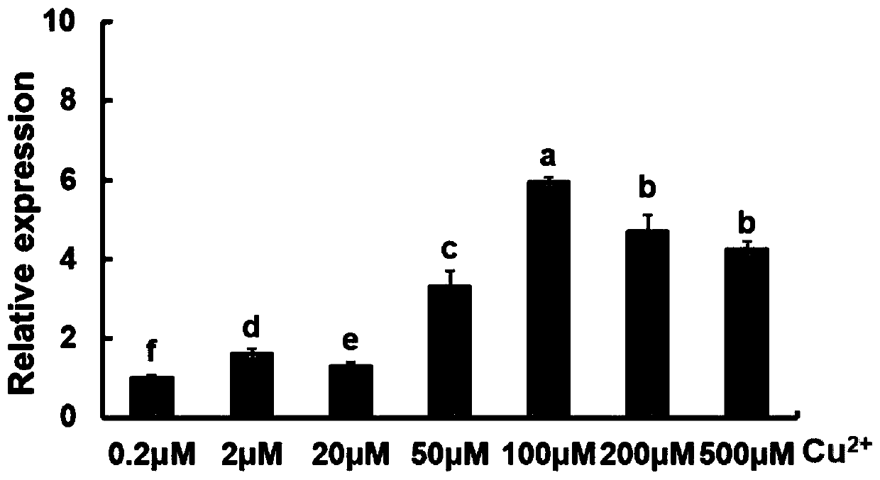 Application of oryza sativa L. heavy metal transport protein OsHMA6 on aspect of lowering Cu poison