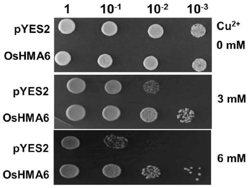 Application of oryza sativa L. heavy metal transport protein OsHMA6 on aspect of lowering Cu poison