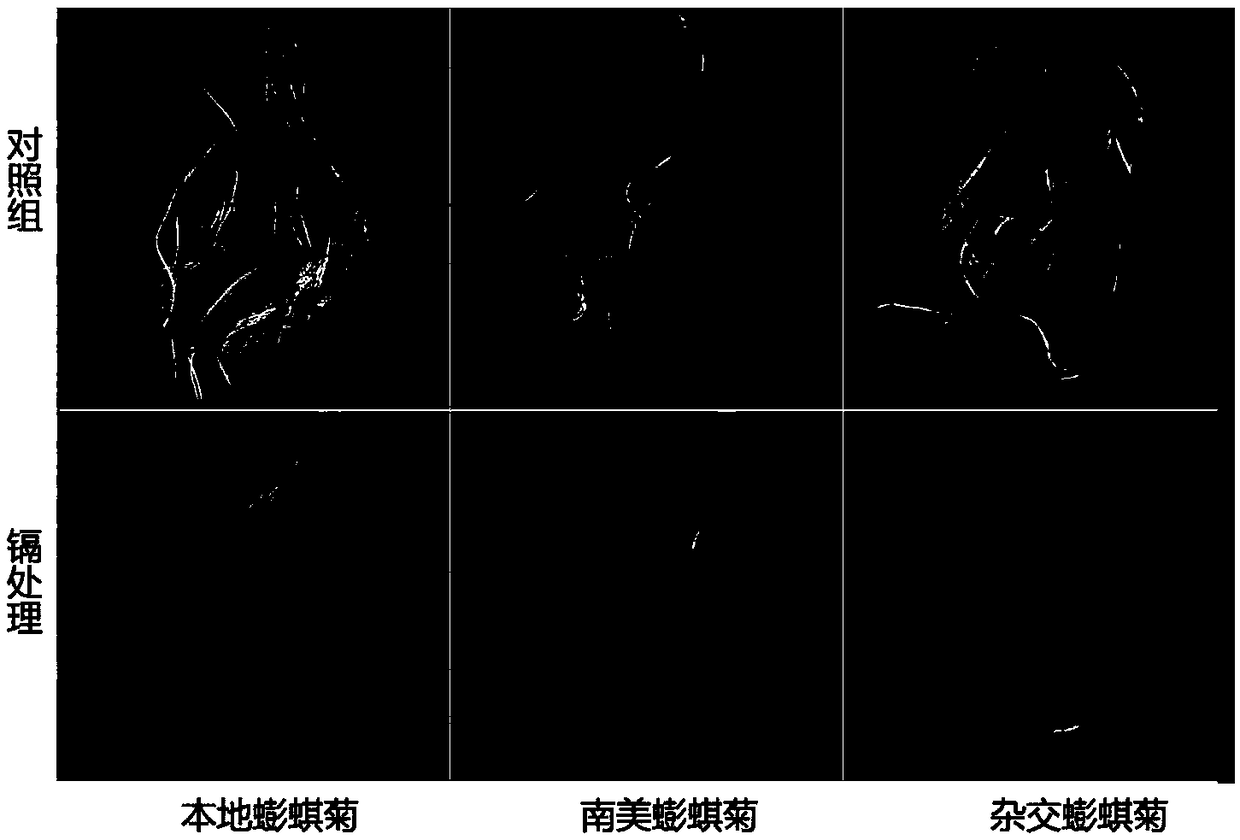 Application of hybrid wedelia in treatment of cadmium polluted water and treatment method