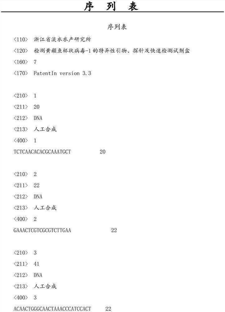 Specific primer, probe and rapid detection kit for detecting pelteobagrus fulvidraco calicivirus-1