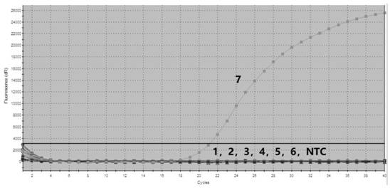 Specific primer, probe and rapid detection kit for detecting pelteobagrus fulvidraco calicivirus-1