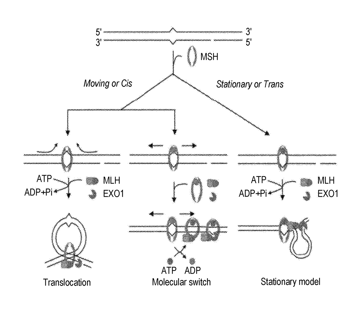 Techniques for transfecting protoplasts