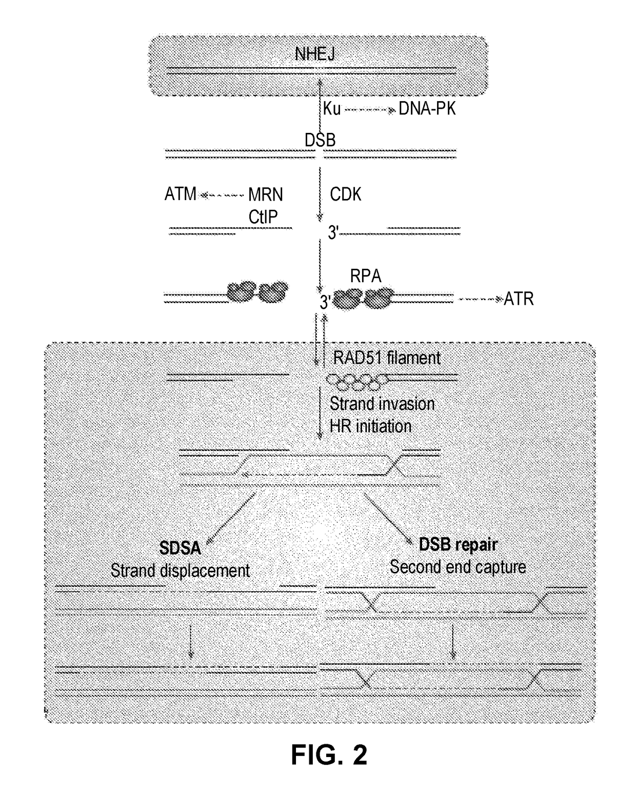 Techniques for transfecting protoplasts