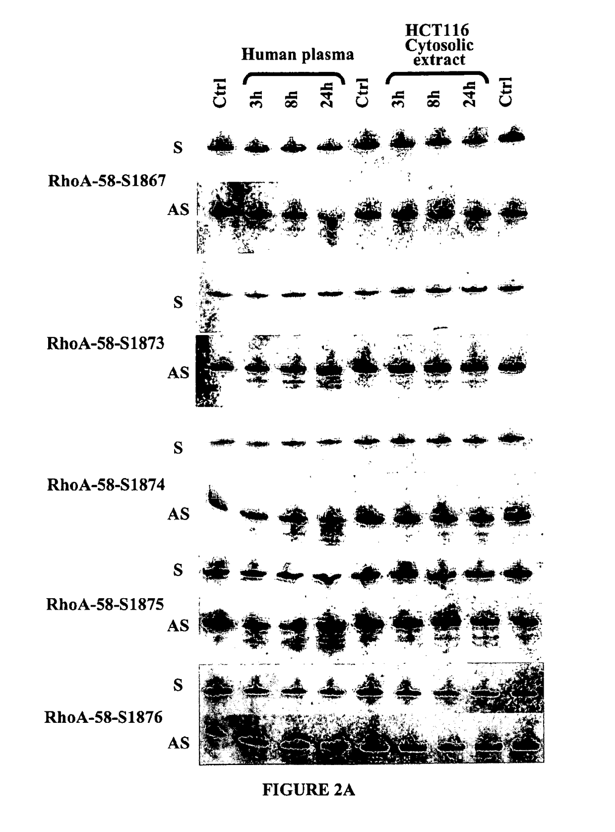 Double-stranded nucleic acid compounds