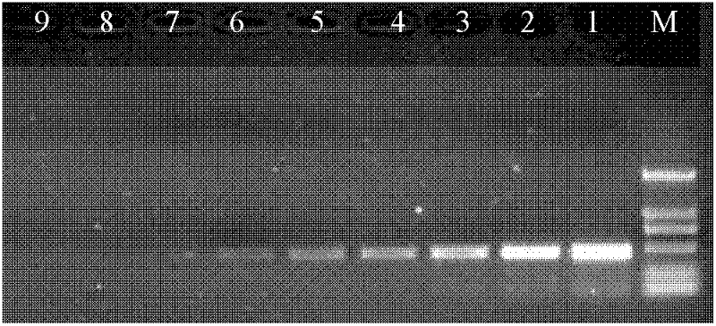 PCR (Polymerase Chain Reaction) kit and primers for detecting swine dysentery