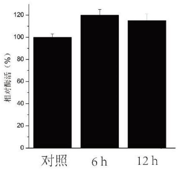 Application and application method of Exiguobacterium P6 keratinase in detergent