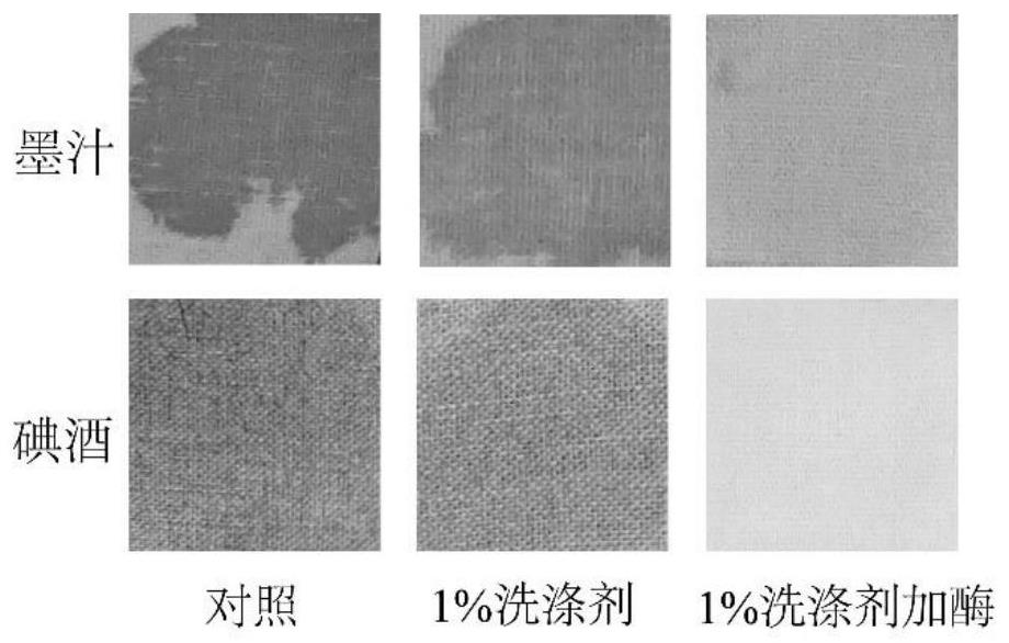 Application and application method of Exiguobacterium P6 keratinase in detergent