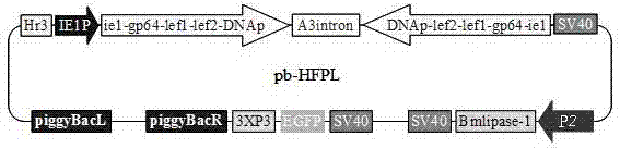 Application and recombinant vector of bombyx mori nuclear polyhedrosis virus polygene inverted repeat sequence and bombyx mori lipase-1 gene