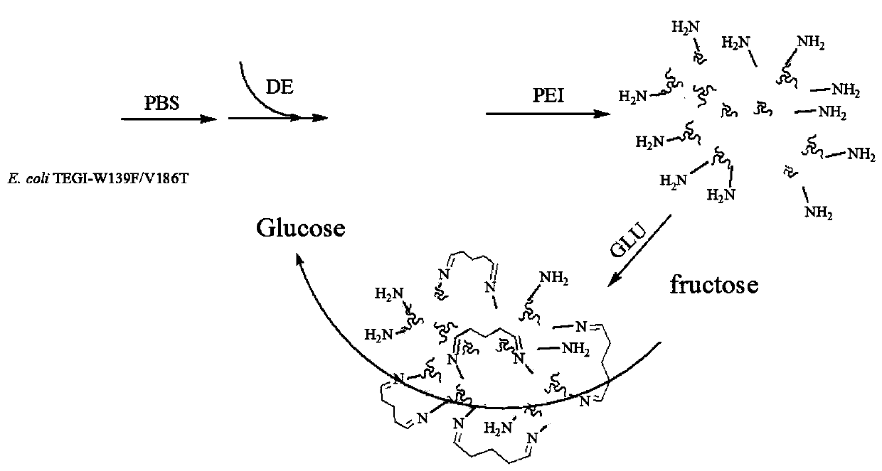 Method for modifying diatomite and immobilization of glucose isomerase containing cells