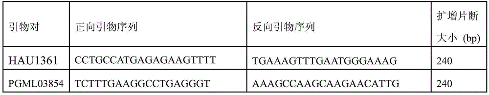 Molecular marker linked with sea island cotton fiber strength of cotton