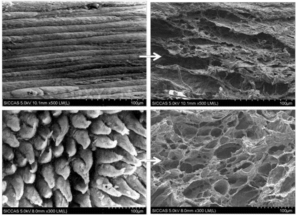 Canine uterus whole-organ acellular matrix and preparation method as well as application of canine uterus whole-organ acellular matrix