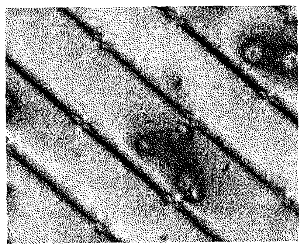 Liquid crystal display device, driving method of liquid crystal display device