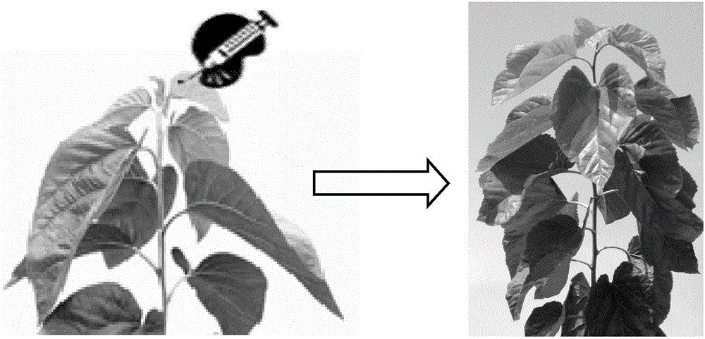 Method for breeding mulberry variety through colchicine mutagenesis