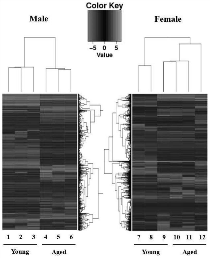 A long non-coding RNA lnc-PMIF and its small interfering RNA and application