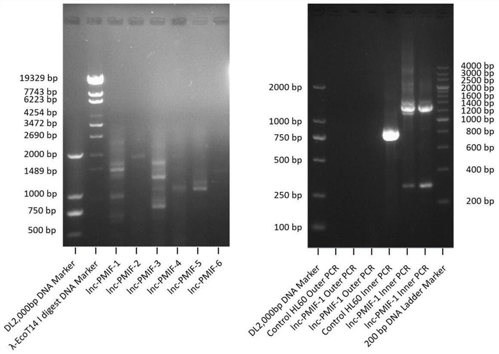 A long non-coding RNA lnc-PMIF and its small interfering RNA and application