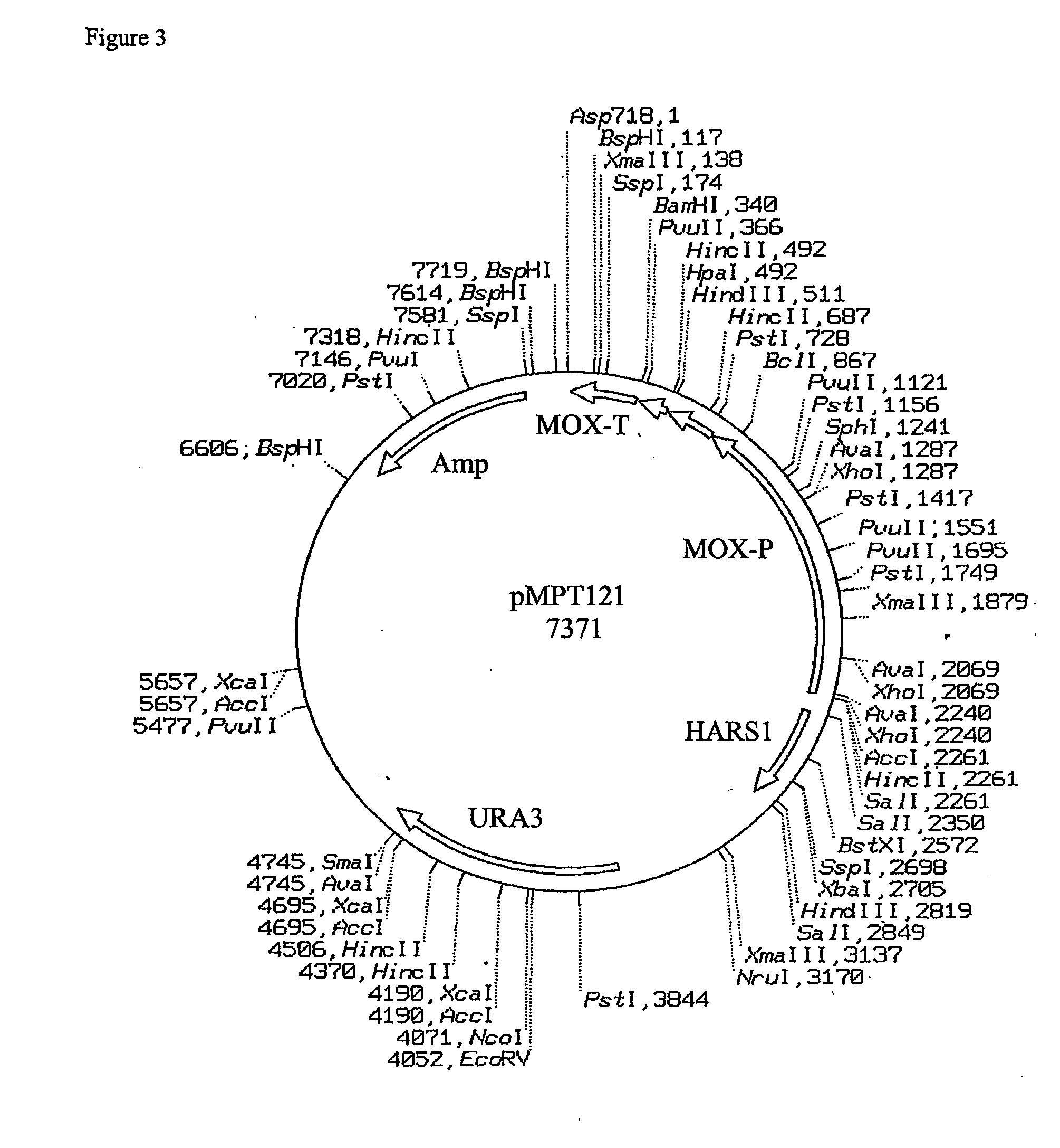 Yeast protein expression secretion system