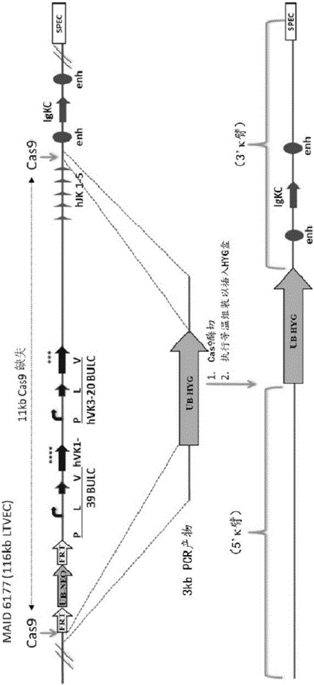 Nuclease-mediated DNA assembly