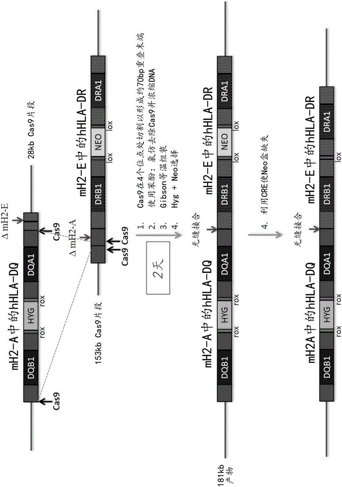 Nuclease-mediated DNA assembly