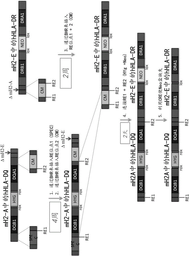 Nuclease-mediated DNA assembly