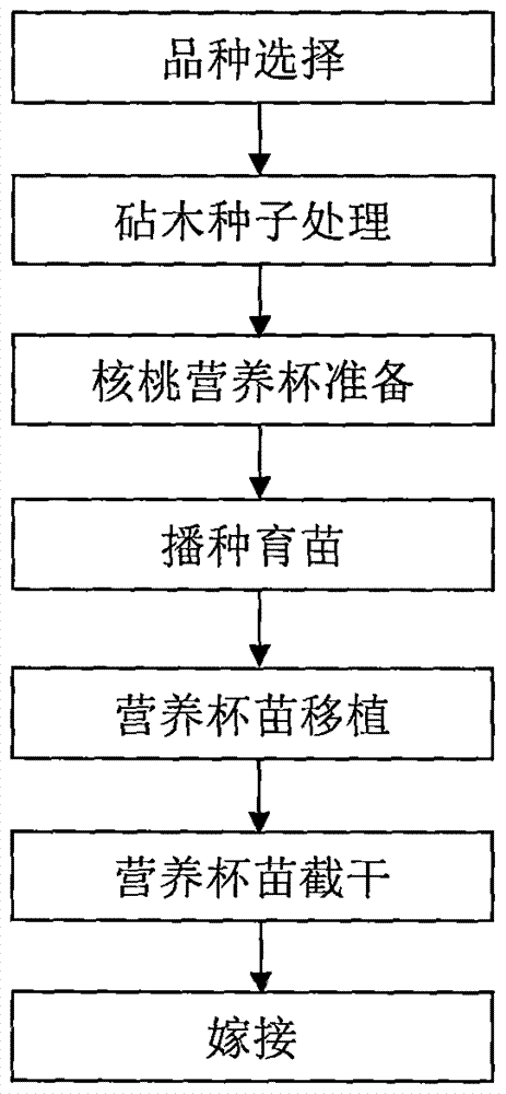 A kind of seedling raising method of walnut nutrition cup