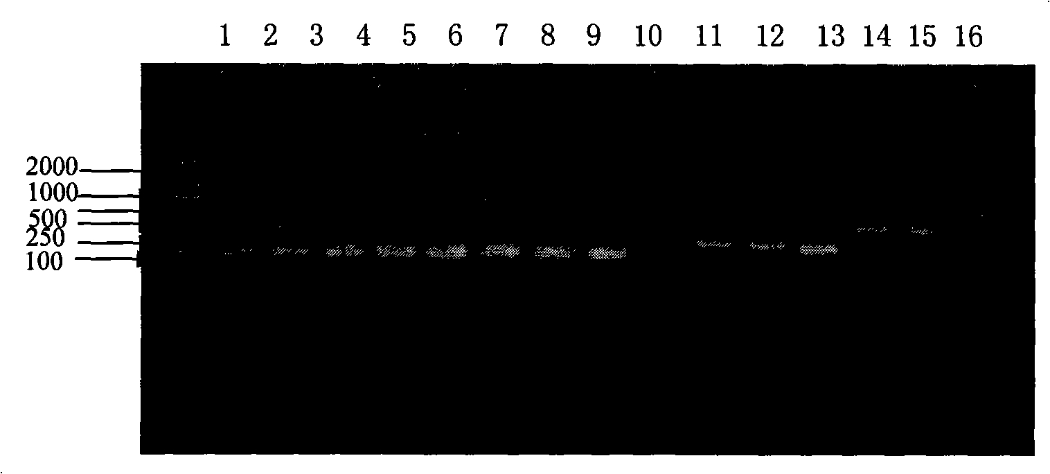 Recombined chicken alpha interferon gene and recombinant vector thereof