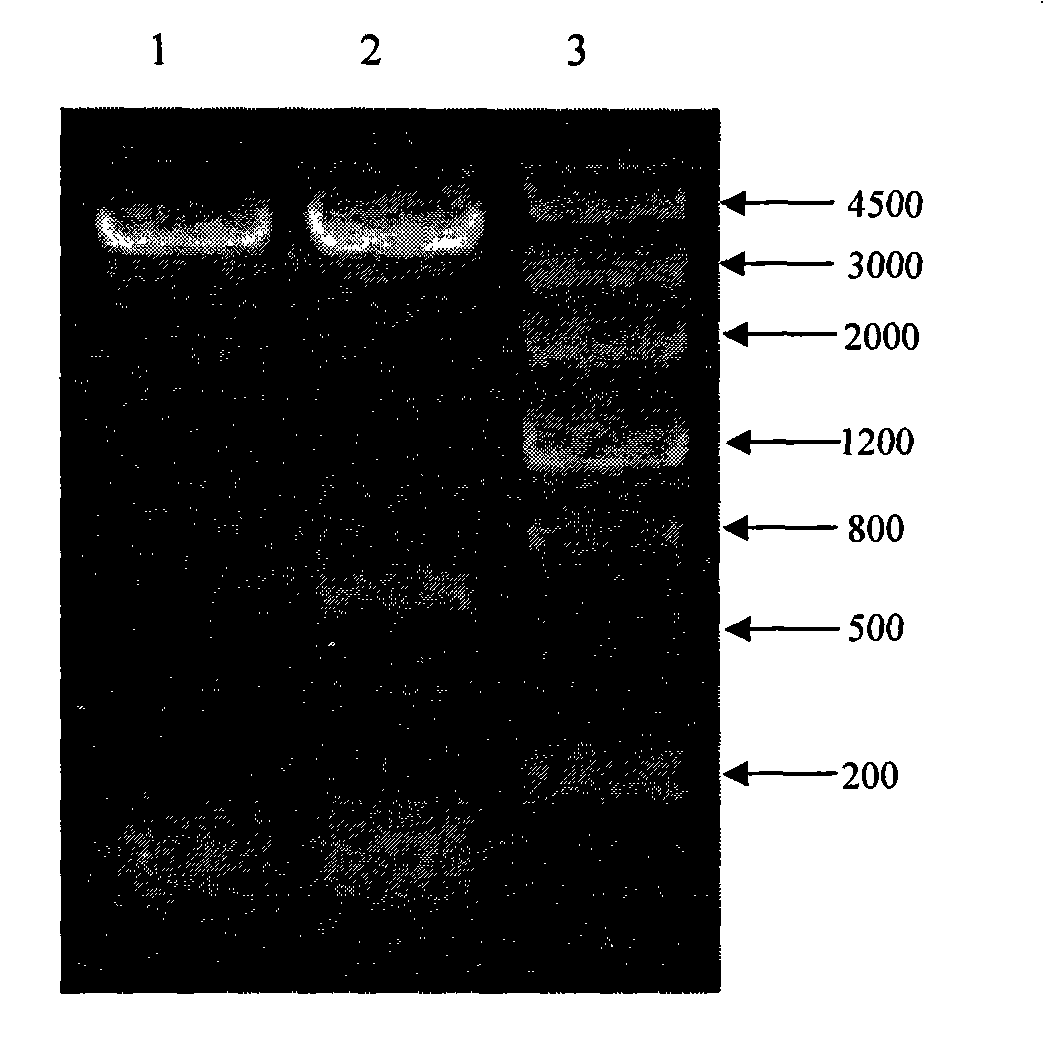 Recombined chicken alpha interferon gene and recombinant vector thereof