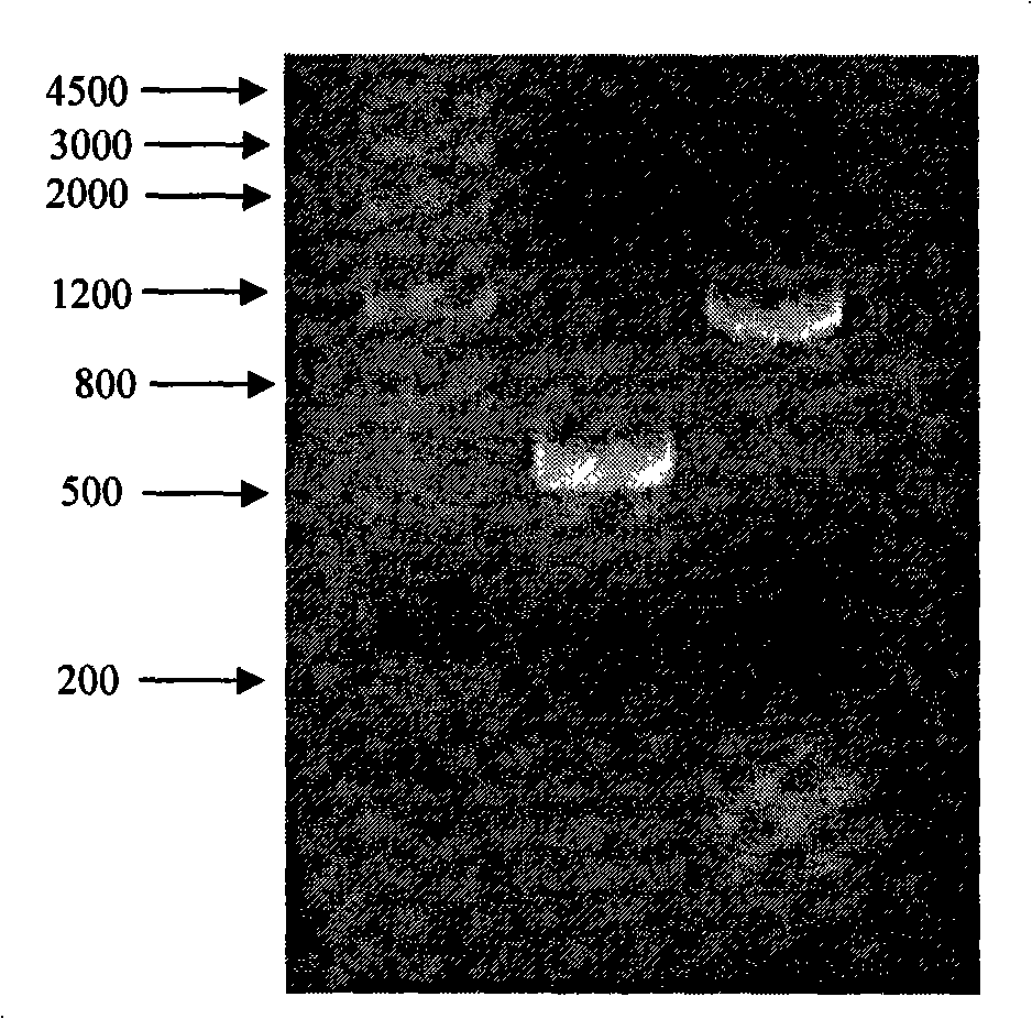 Recombined chicken alpha interferon gene and recombinant vector thereof