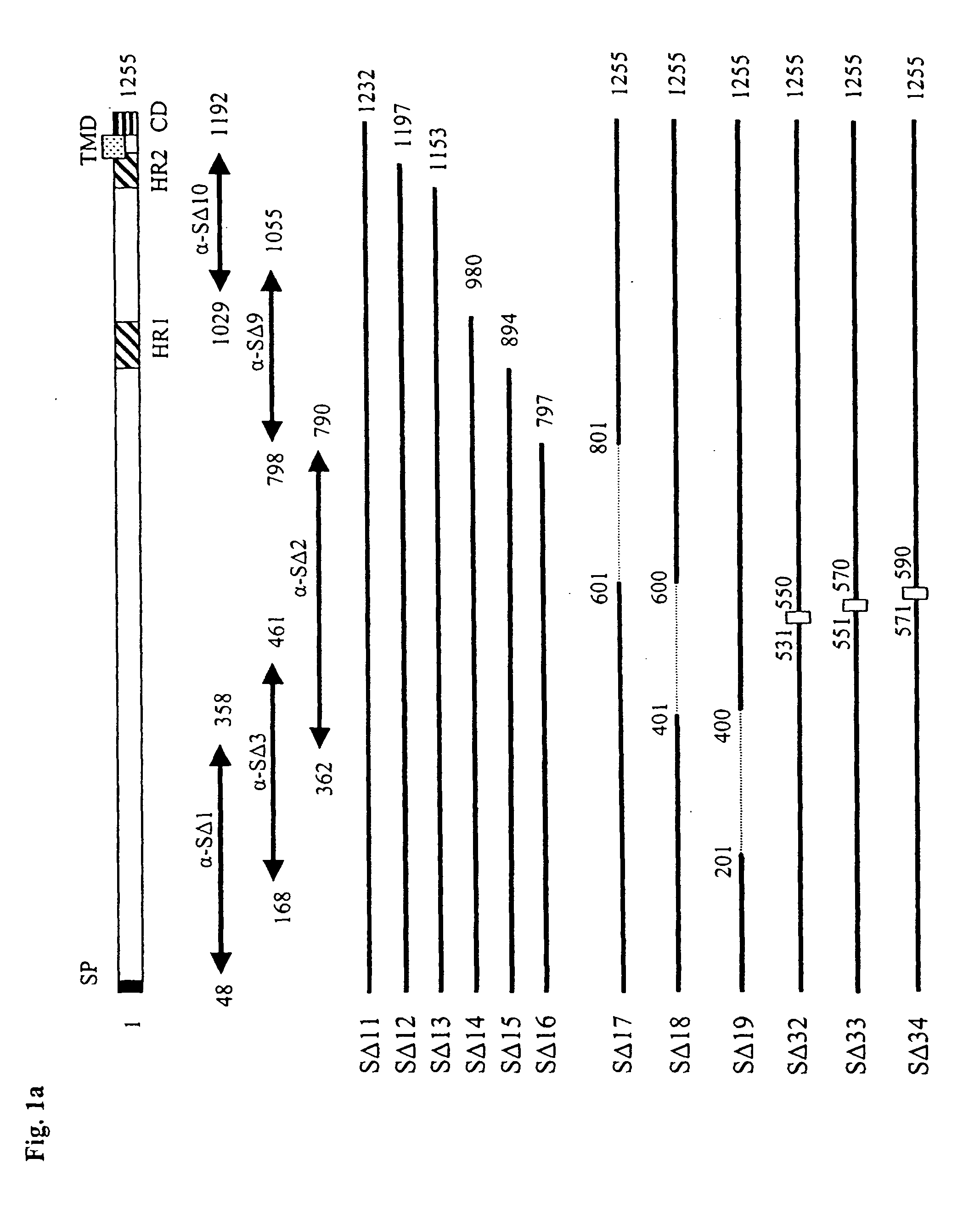 Sars coronavirus s proteins and uses thereof