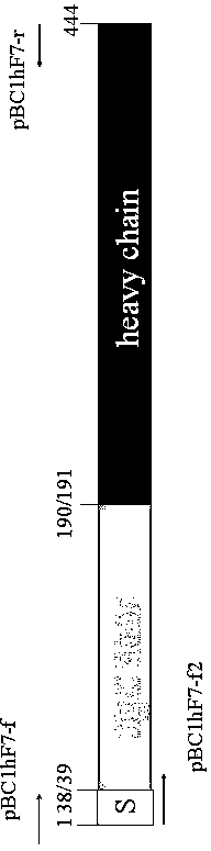 Method for producing recombinant human coagulation factor VII by using rabbit mammary gland reactor platform