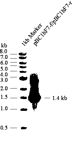 Method for producing recombinant human coagulation factor VII by using rabbit mammary gland reactor platform