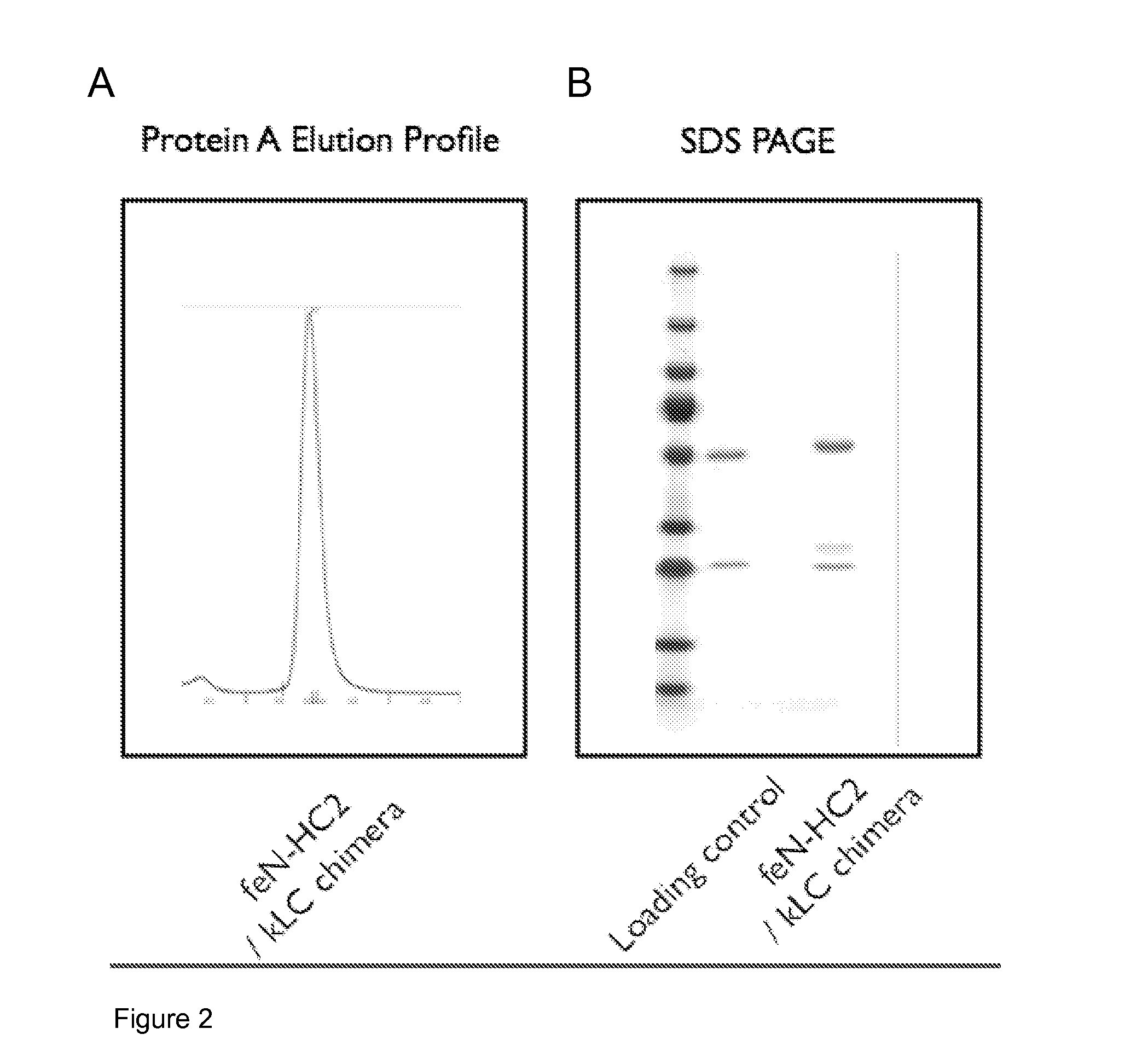 Anti-nerve growth factor antibodies and methods of preparing and using the same