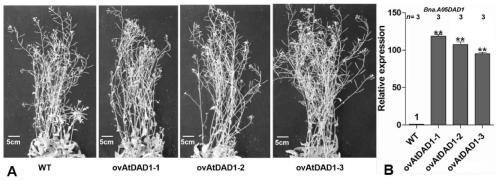 Application of brassica napus Bna.A05DAD1 gene and method