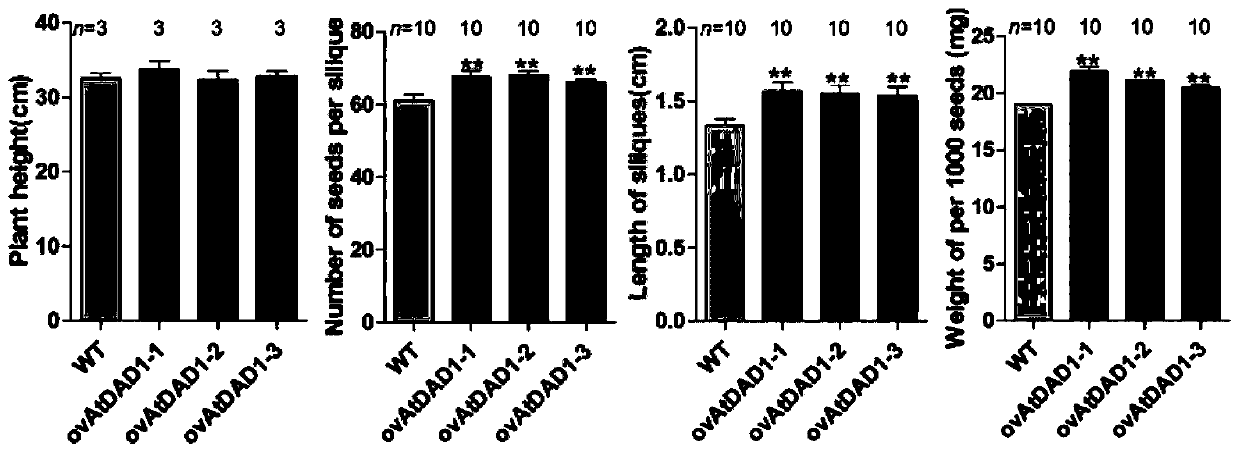 Application of brassica napus Bna.A05DAD1 gene and method