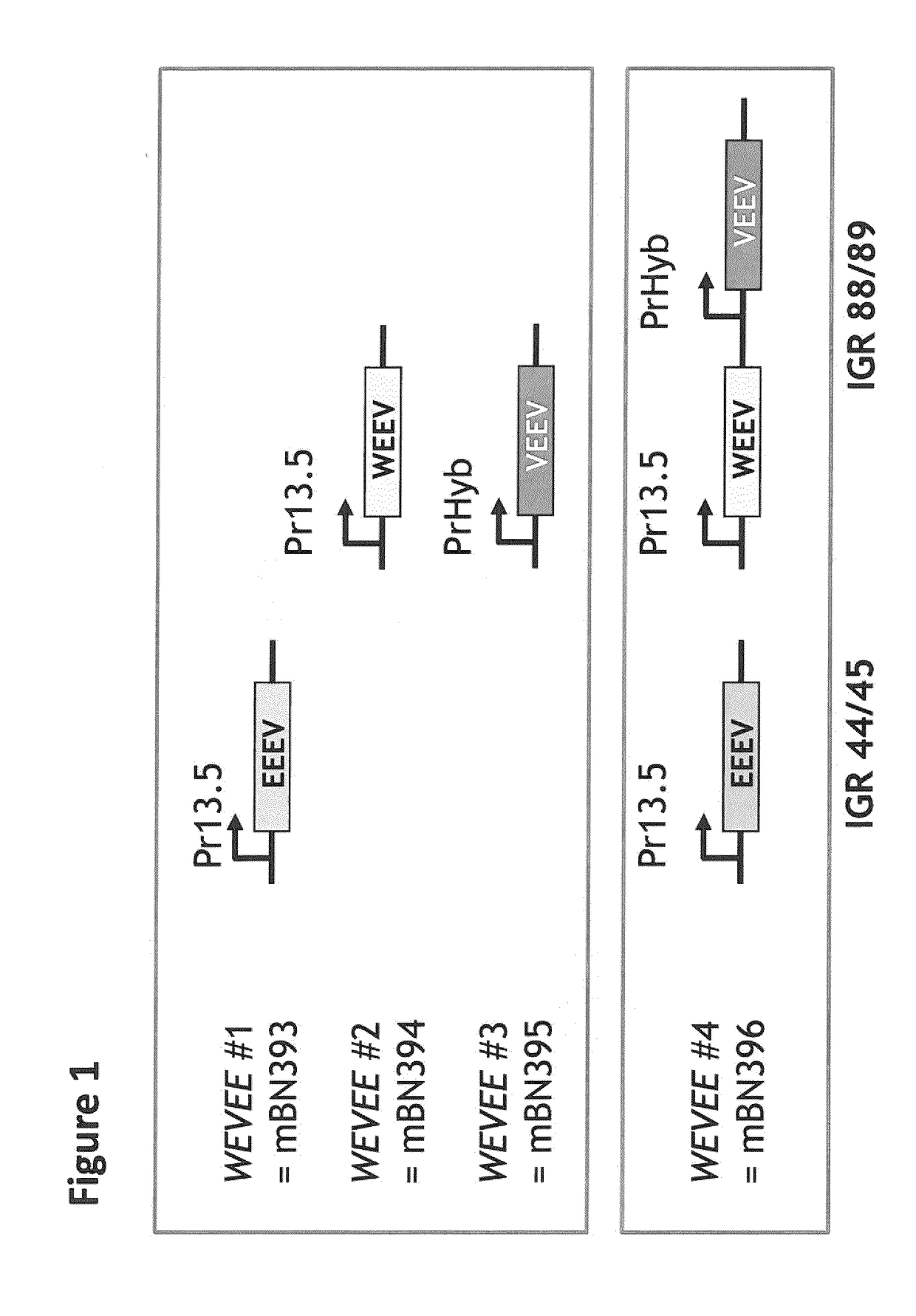 Recombinant modified vaccinia virus ankara (MVA) equine encephalitis virus vaccine