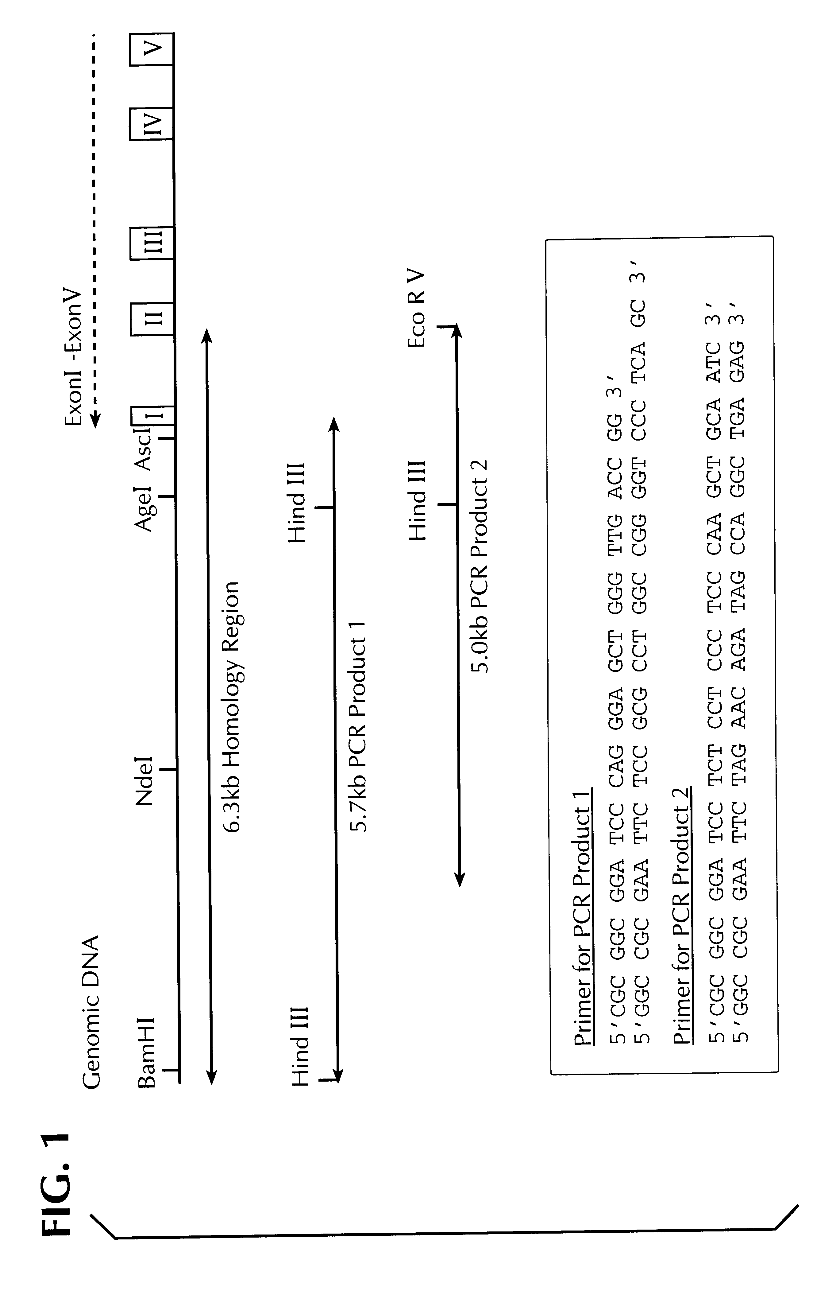 Methods for identifying human cell lines useful for endogenous gene activation, isolated human lines identified thereby, and uses thereof