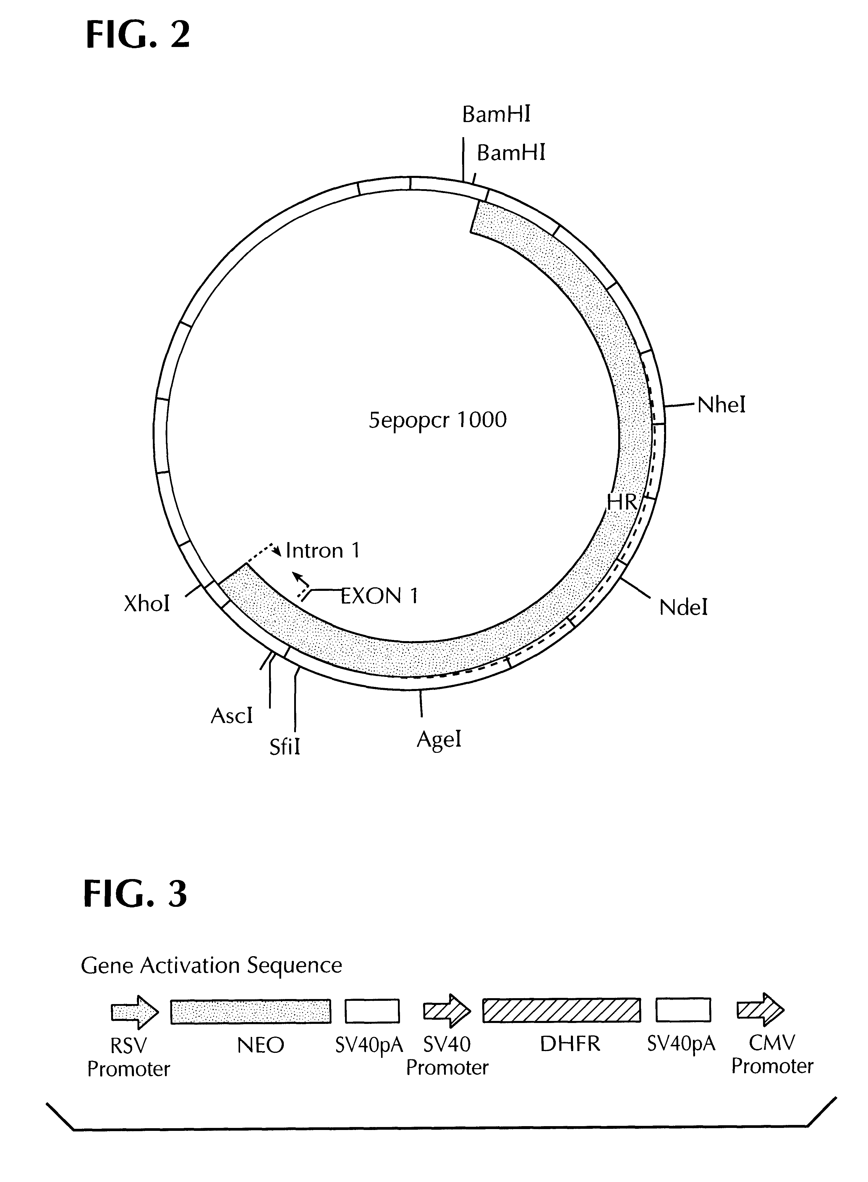 Methods for identifying human cell lines useful for endogenous gene activation, isolated human lines identified thereby, and uses thereof