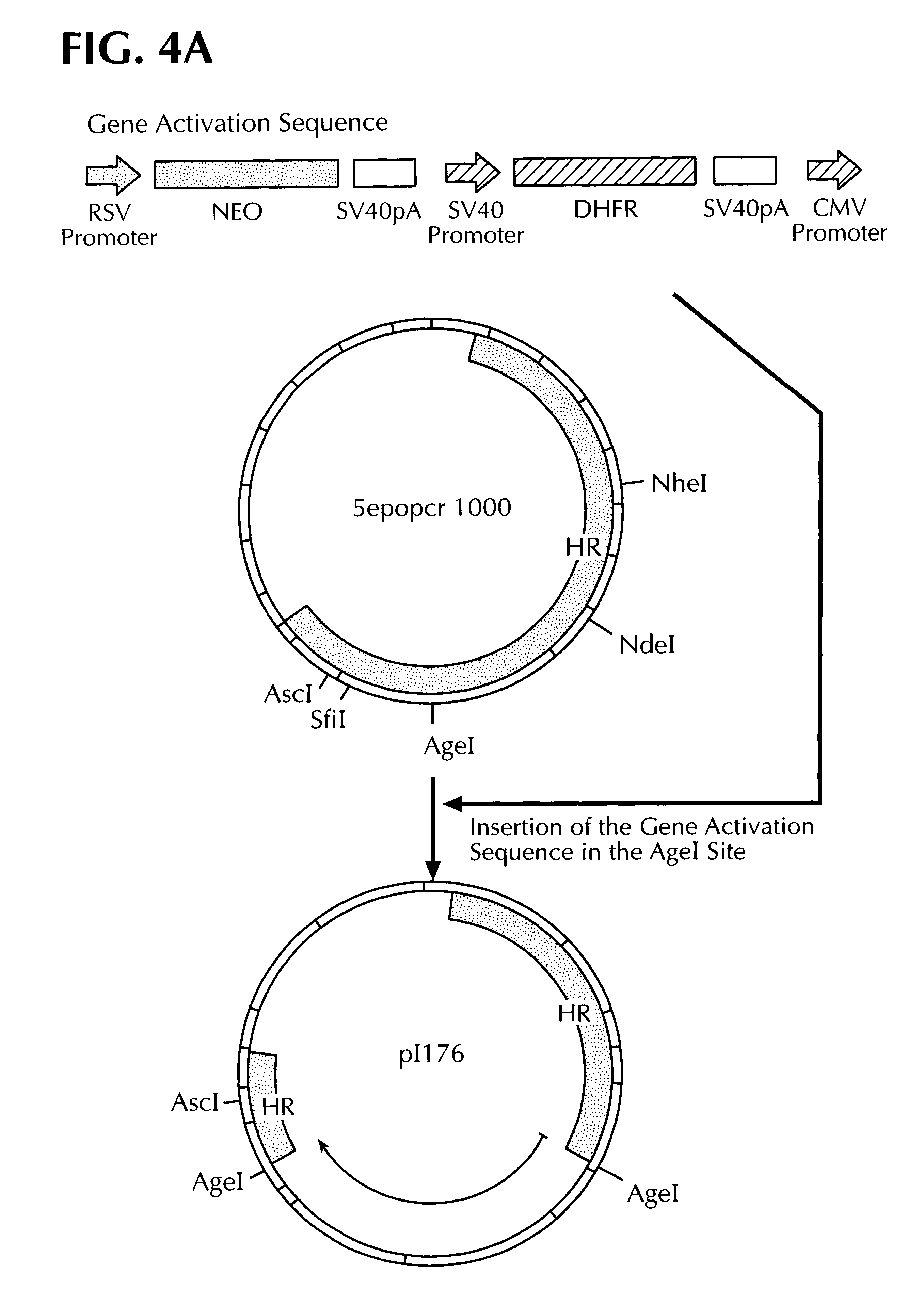 Methods for identifying human cell lines useful for endogenous gene activation, isolated human lines identified thereby, and uses thereof