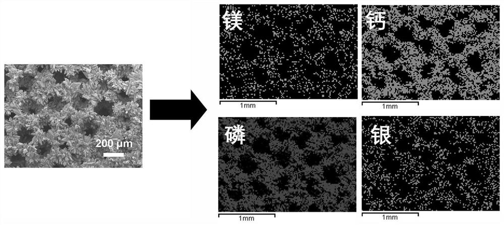 Antibacterial coating of magnesium-based tissue engineering material and preparation method thereof