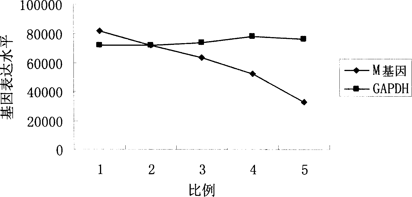 Small interfering RNA for restraining SARS corona virus M protein gene expression, encoding gene and application thereof