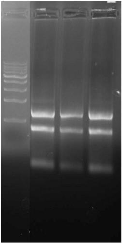 Extract and application thereof in preserving tissue or cell and extracting RNA (Ribonucleic Acid)