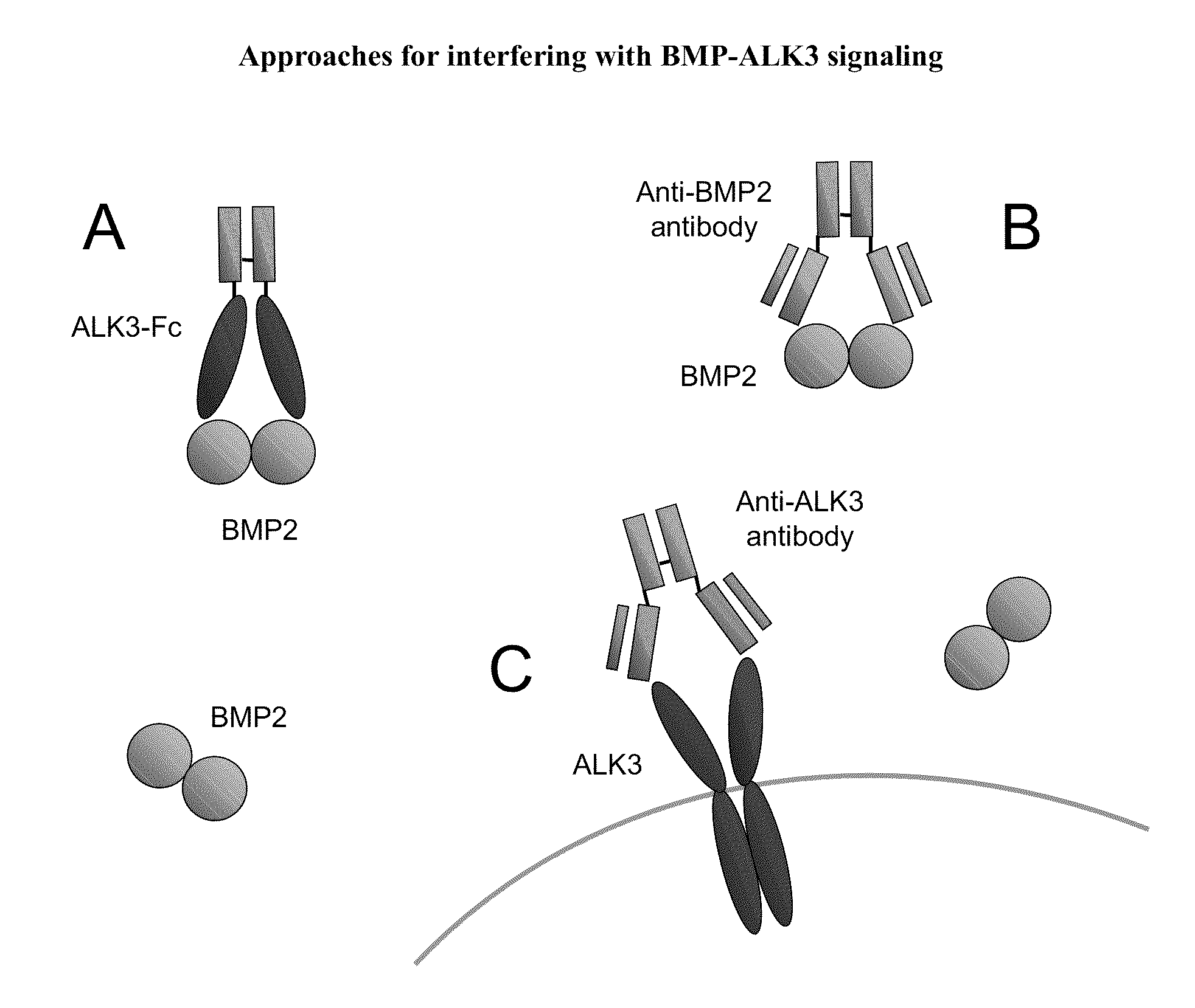 Bmp-alk3 antagonists and uses for promoting bone growth