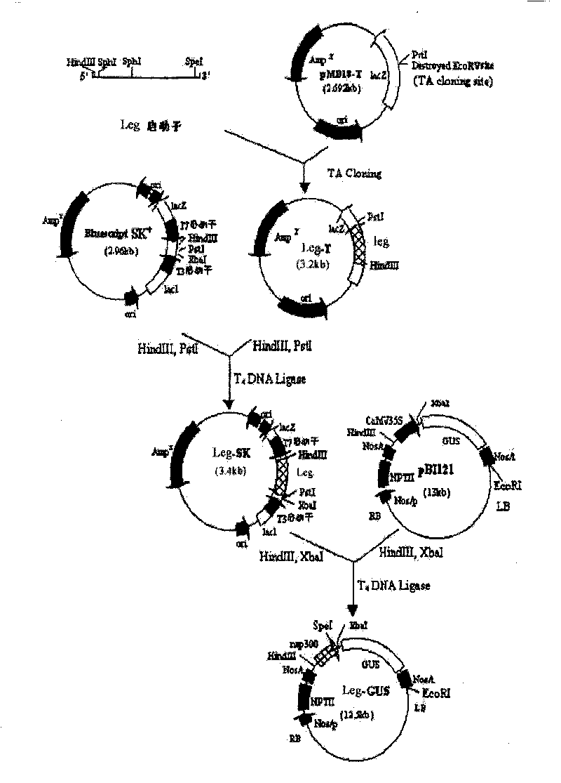 Method for obtaining transgenic plant for producing degradable plastics