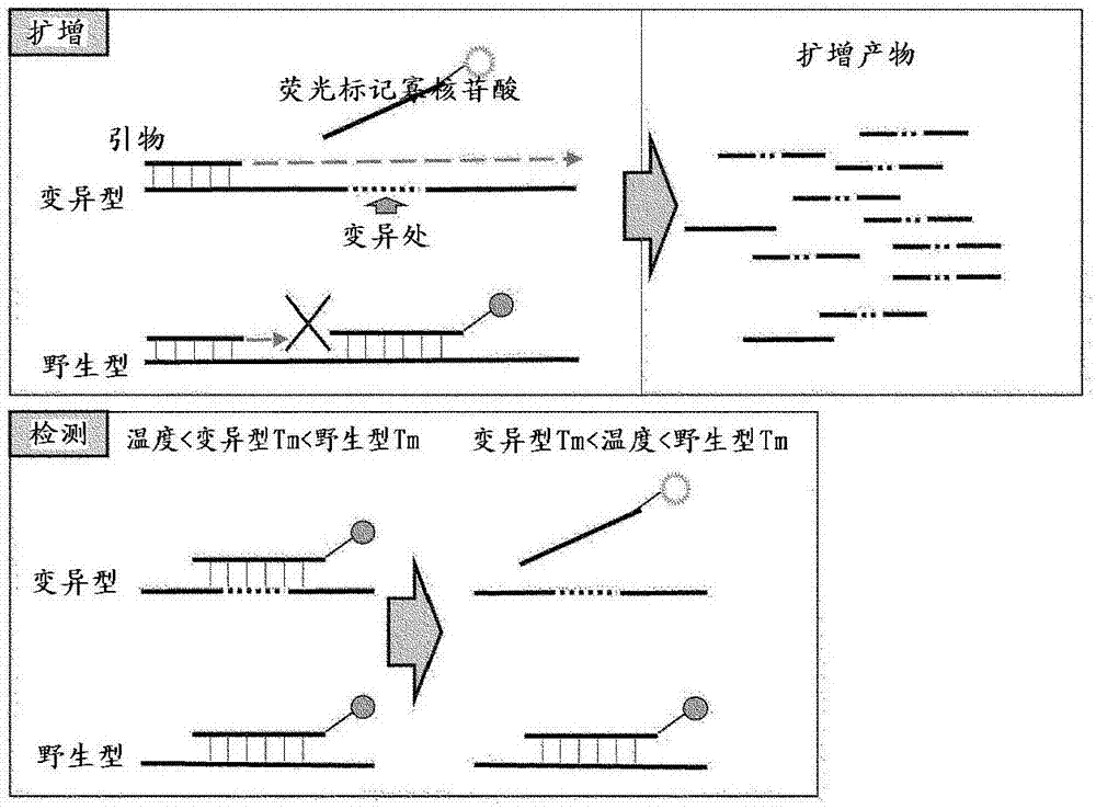 Gene mutation detection method and fluorescence-labeled oligonucleotide used in same