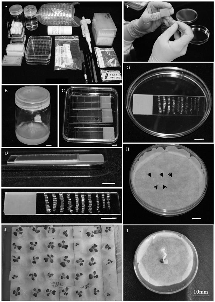 Stable and efficient single spore isolation method for plasmodiophora brassicae woronin serving as protist with strong parasitism