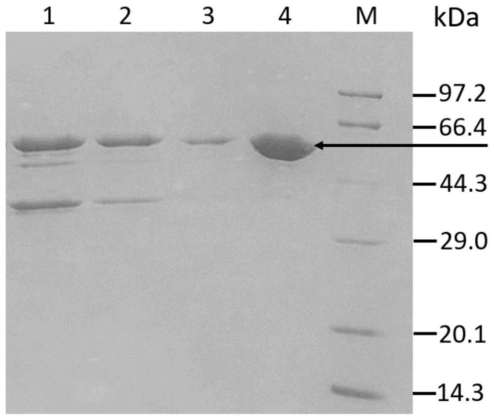 A strain of Burkholderia cepacia and its application