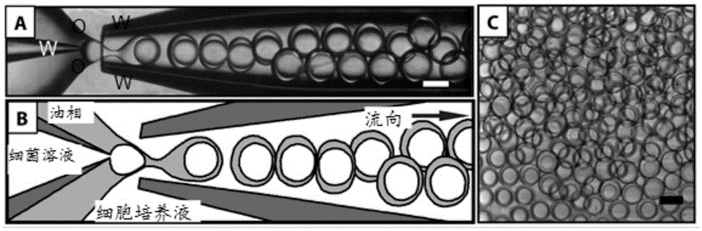 Experimental method for increasing output power of microbial fuel cells by adopting droplet-based microfluidics technology