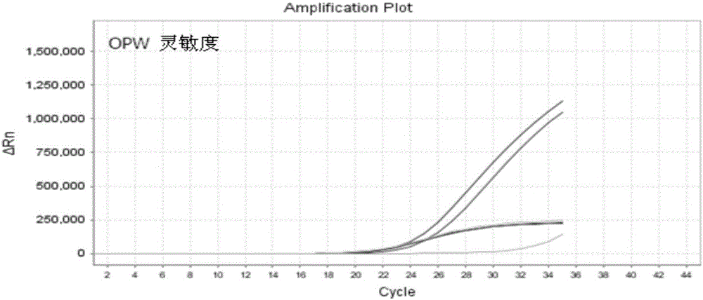 Nucleic acid, kit and method for detecting polymorphism of A118G locus of OPRM1 gene of human beings