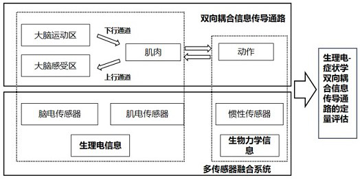 Quantitative evaluation method for two-way coupling information conduction path of human body and sensing system