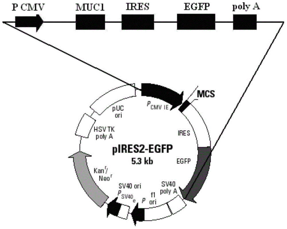 MUC1 (Mucins) and IL-2 double-gene coexpression recombinant vector as well as preparation method and application thereof