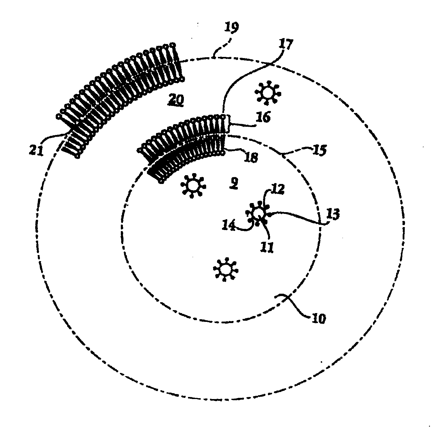 Biphasic lipid-vesicle compositions and methods for treating cervical dysplasia by intravaginal delivery